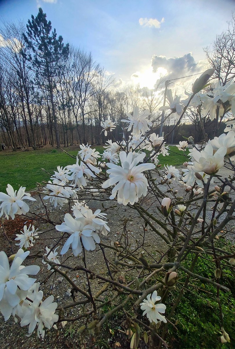 Ramo Bunić tweet media