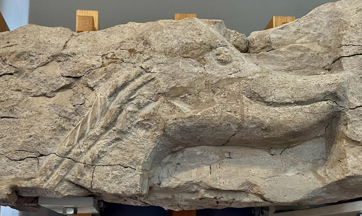 KPW1453's tweet image. Part of a 10th century frieze depicting the head of an animal from the Old Minster at Winchester. Now part of the collections at Winchester City Museum. 📸 My own. #StoneworkSunday #SaxonSunday #Winchester