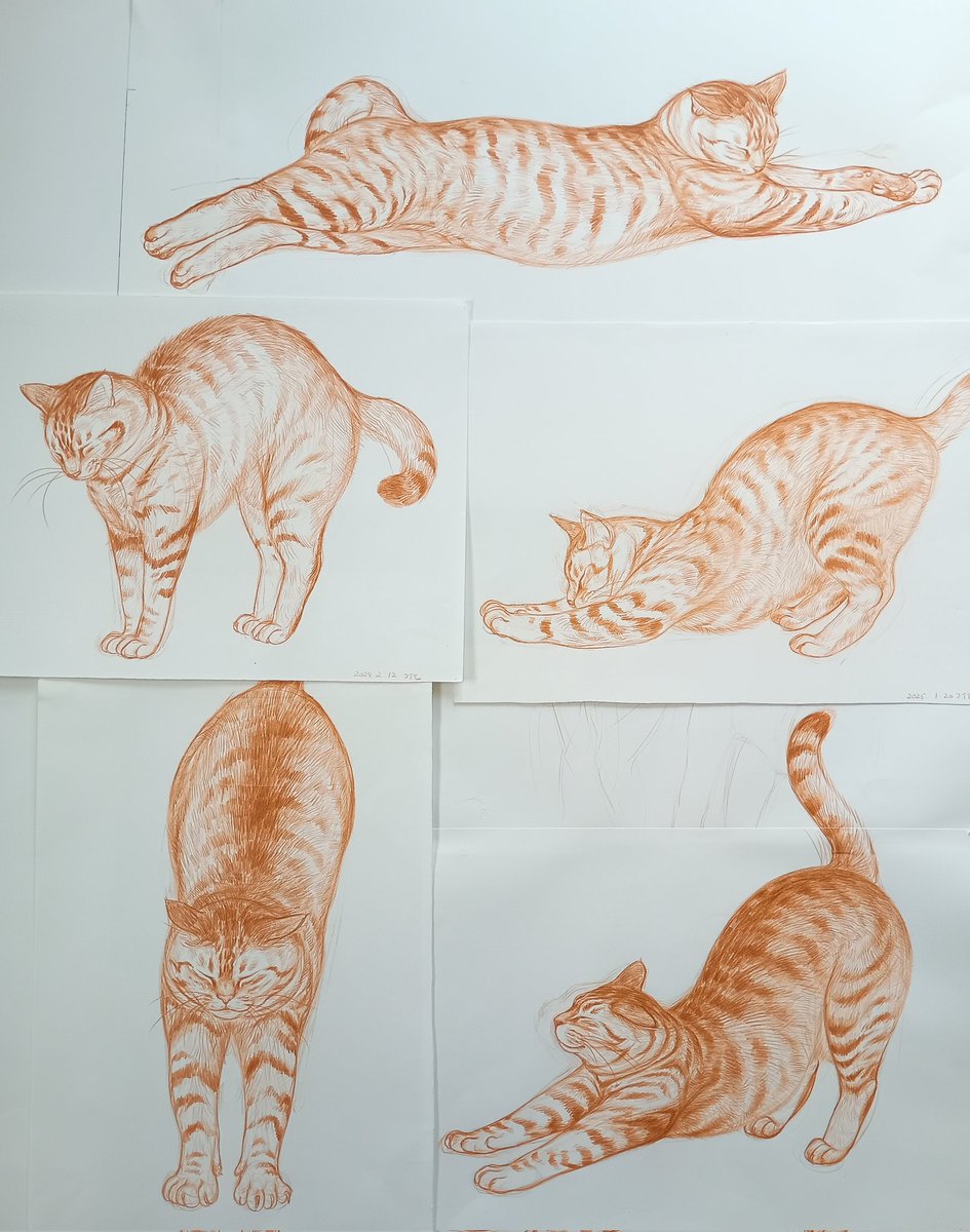 dorodangobonta's tweet photo. 背伸びする猫からしか採れない栄養 https://t.co/bF31QKCN9E