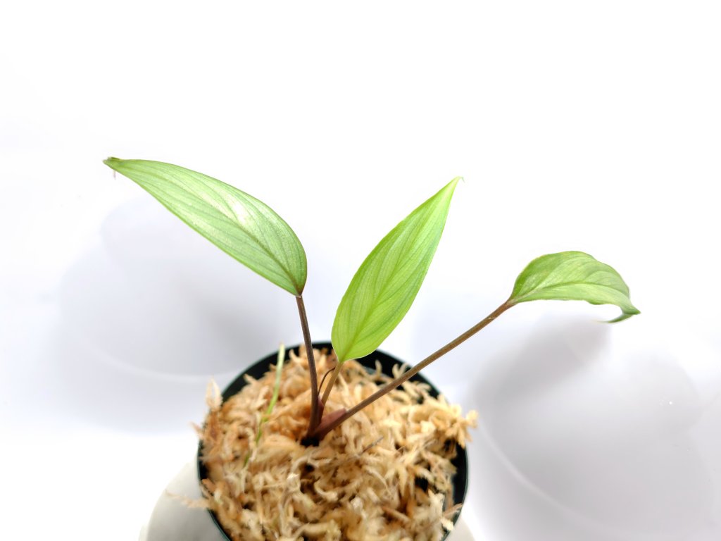 Homalomena sp. “Silver-leef” PP-250204-1 KK Kapuas hulu KAL-BAR