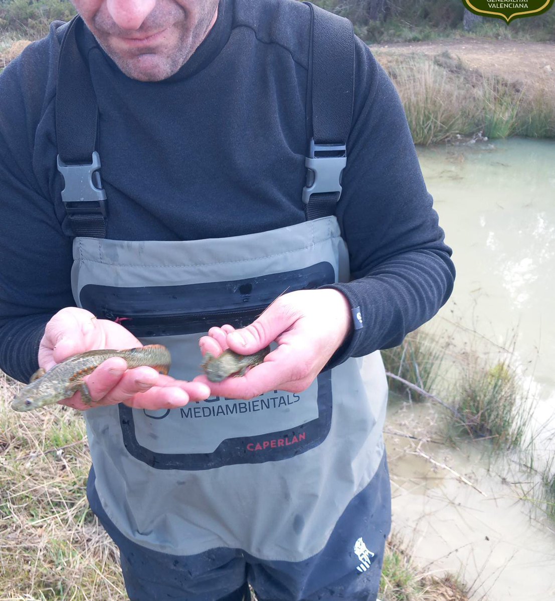 AGENTESCV tweet media