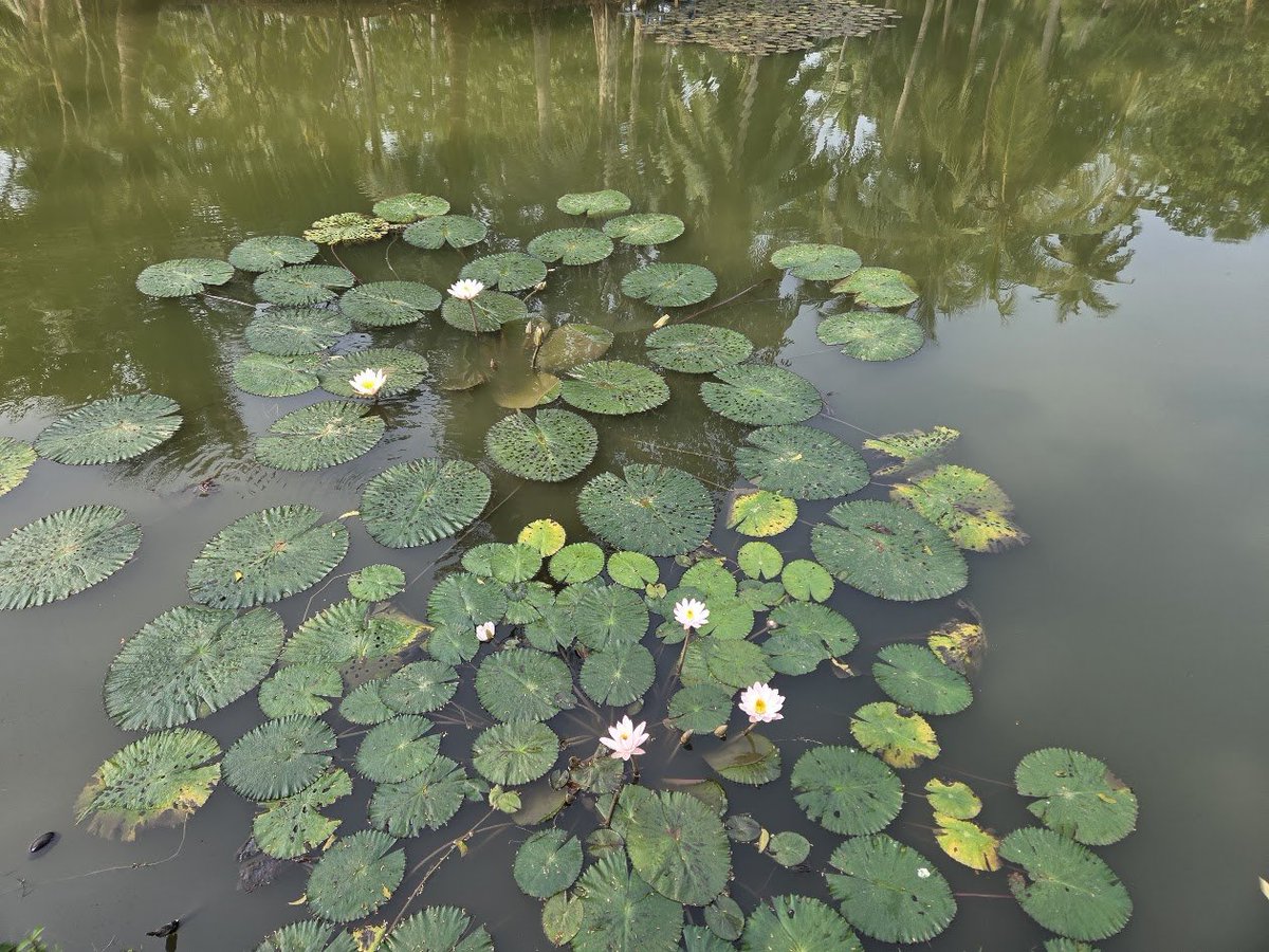 Ananth_IRAS's tweet image. Leaves in water, surrounded by water lilies! #leaves #photography