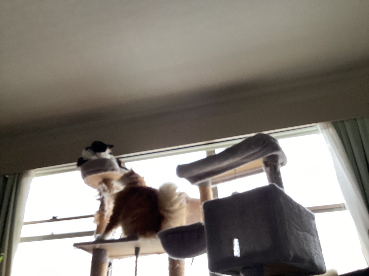 Shelby & Freda &Clinty 🌈 tweet media