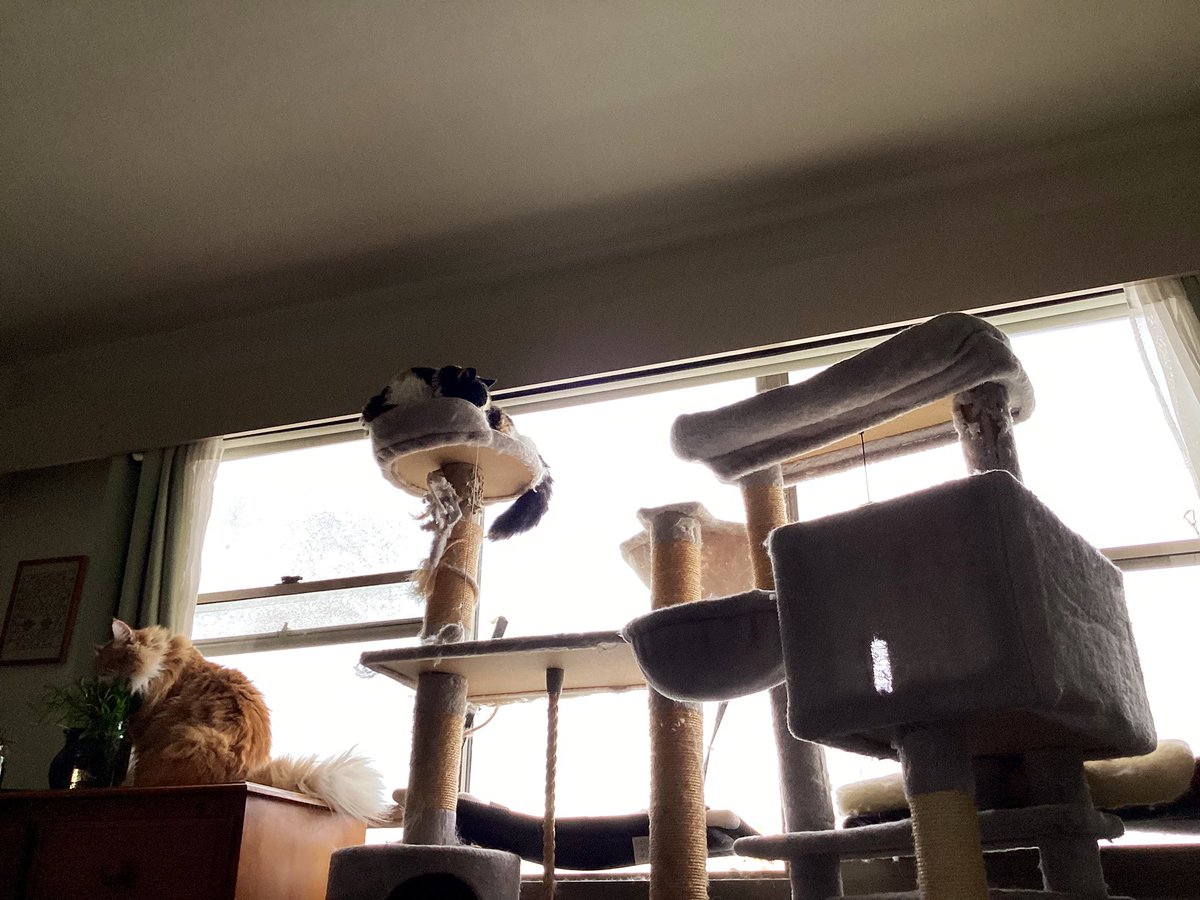 Shelby & Freda &Clinty 🌈 tweet media