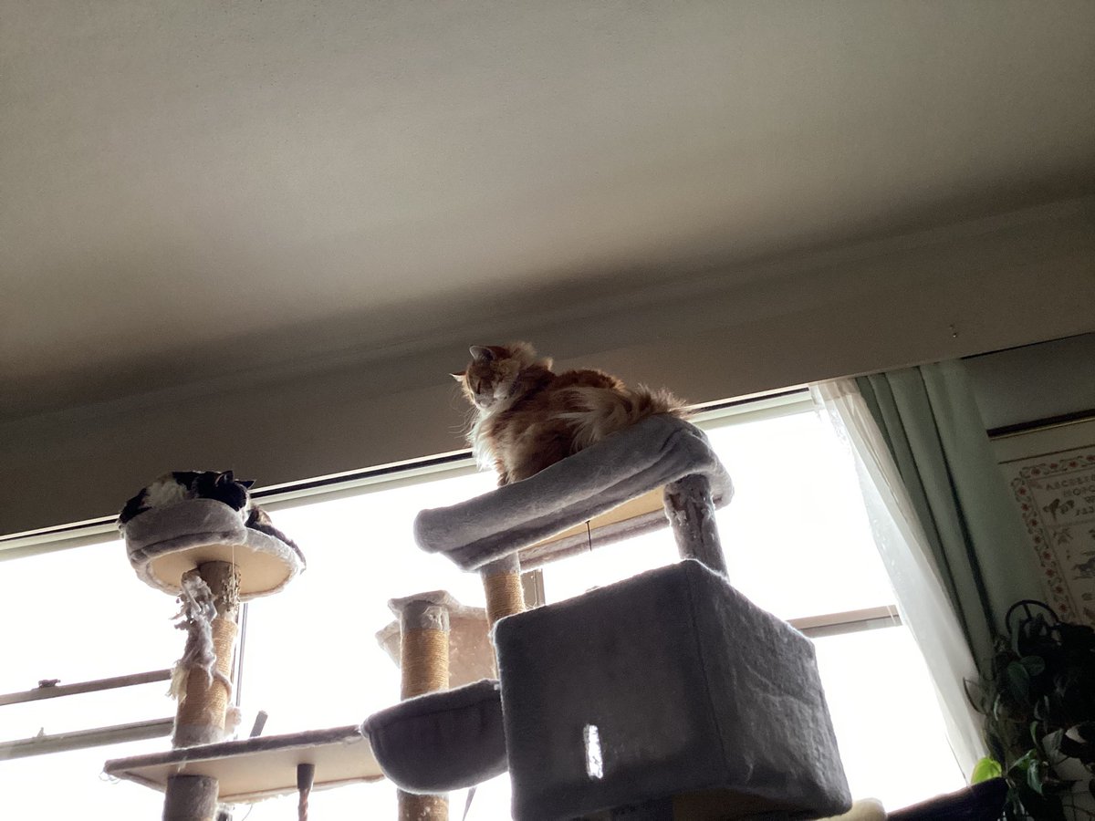 Shelby & Freda &Clinty 🌈 tweet media