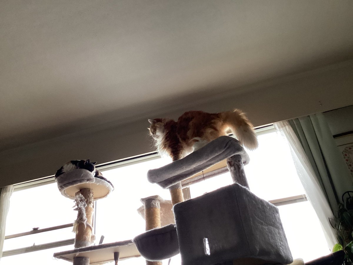 Shelby & Freda &Clinty 🌈 tweet media