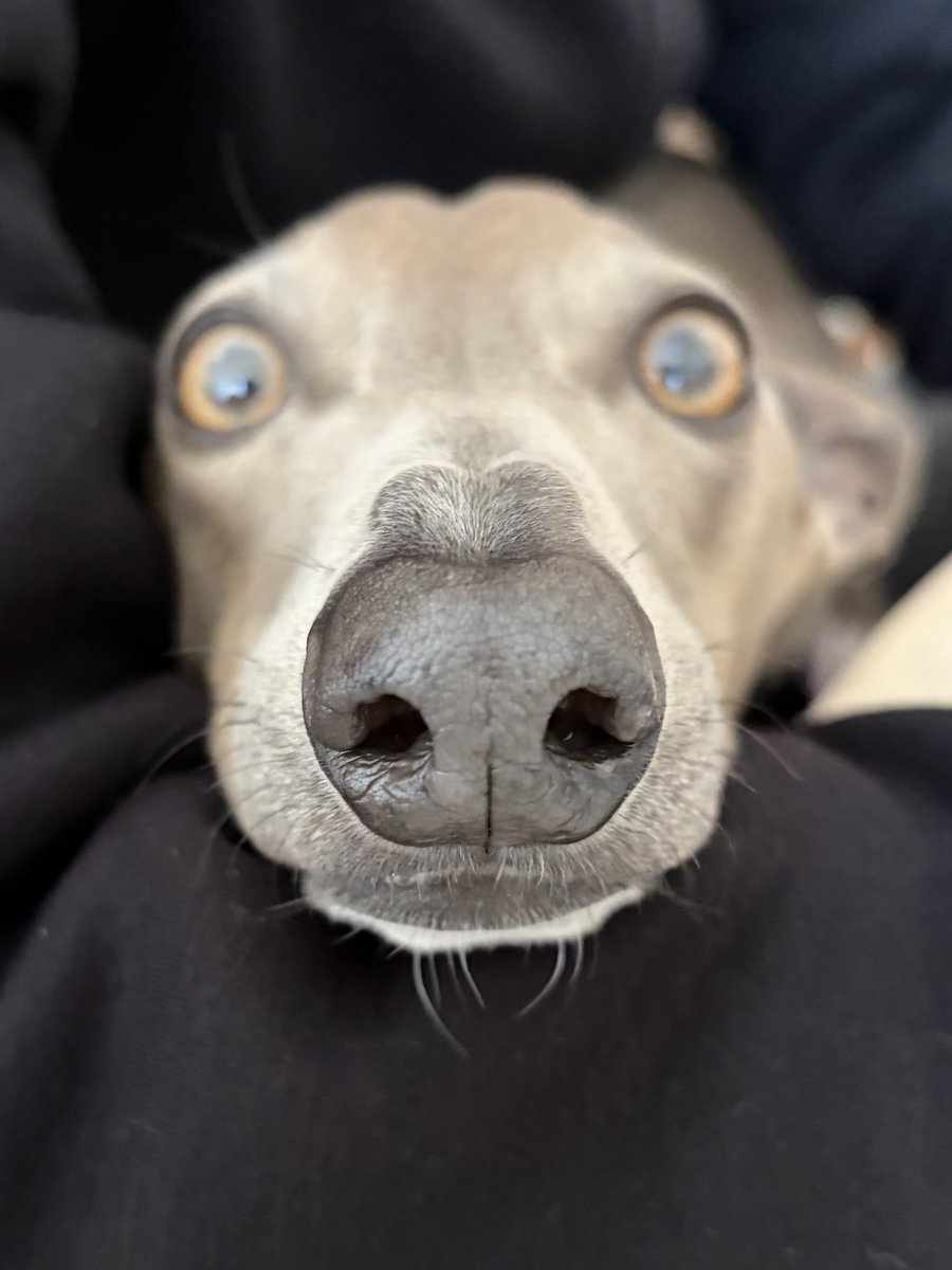 プット tweet media