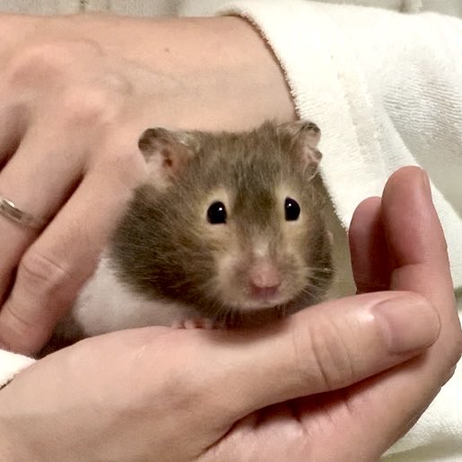 Dvven173p's tweet photo. ①このようにハムスターをコネます

②ハムスターは遊びに行きたくてすぐに離れます

③しかし人間の心には生涯住み続けるでしょう https://t.co/DkT49f3phs