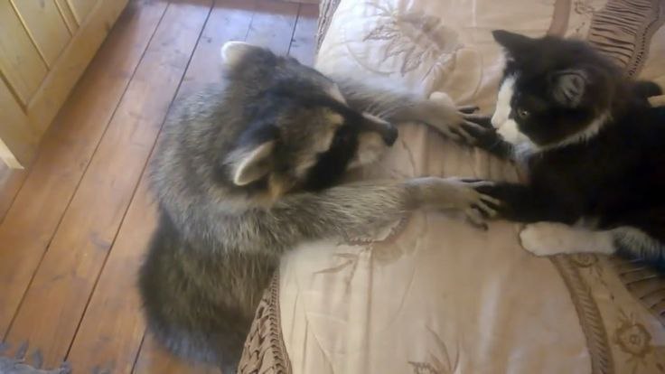 raccoonAuras's tweet photo. https://t.co/HA41NVLXhl