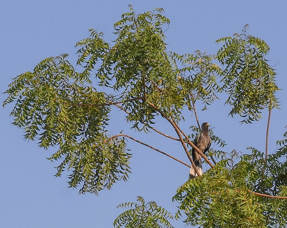 David Ashley tweet media