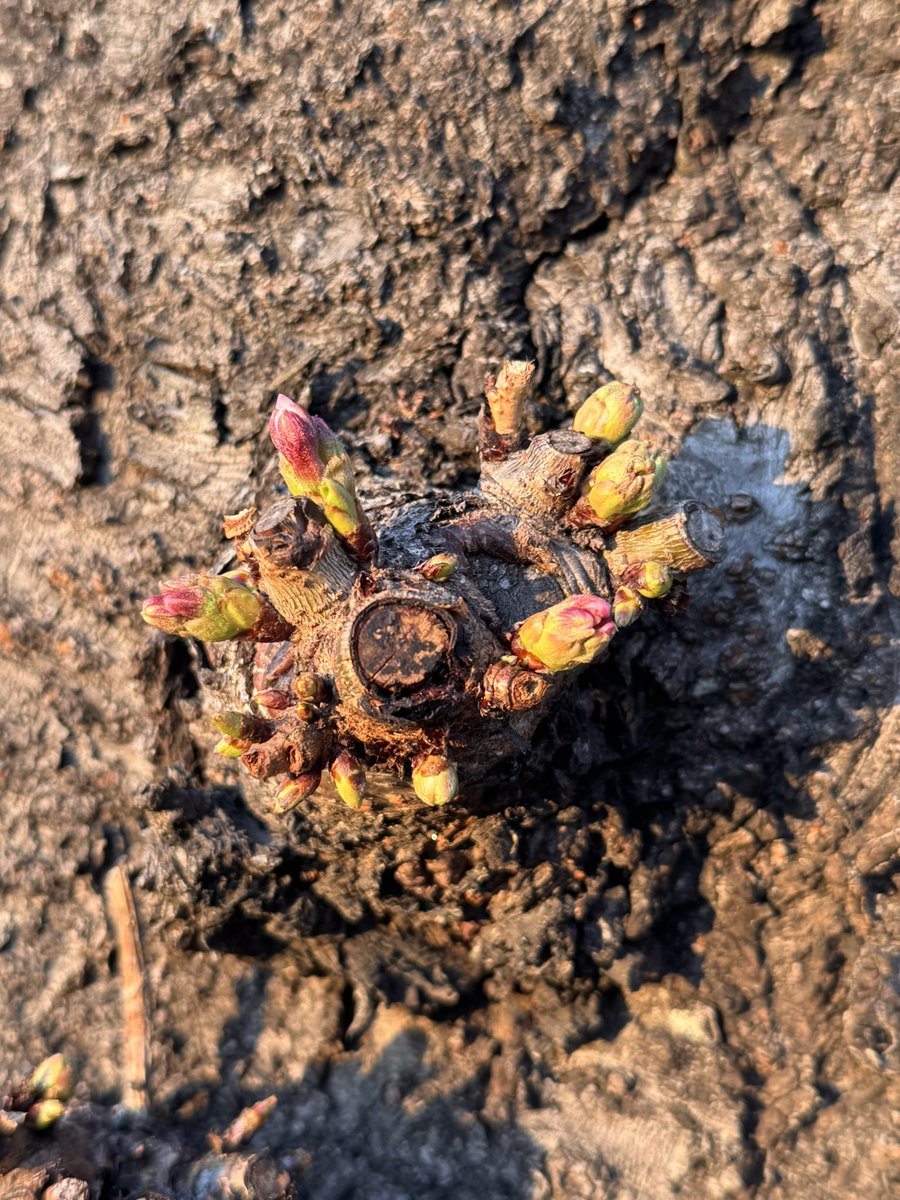 才口オトウフ tweet media