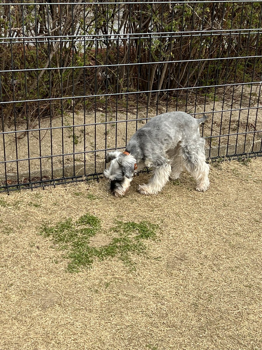 あんこ tweet media