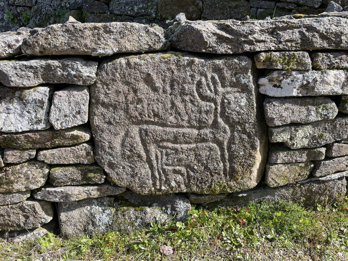 NExSpain's tweet photo. Suckling Rock Art.  Doe suckling her fawn.  Depicted on a quarried block of an Iron Age hill fort.  It may predate the hill fort, Copper/Bronze Age? Iron Age stone masons may have respected prior art and incorporated it. #hillfort #rockart #stonemason #NorthernSpain #customtours https://t.co/Fm5ivOusui