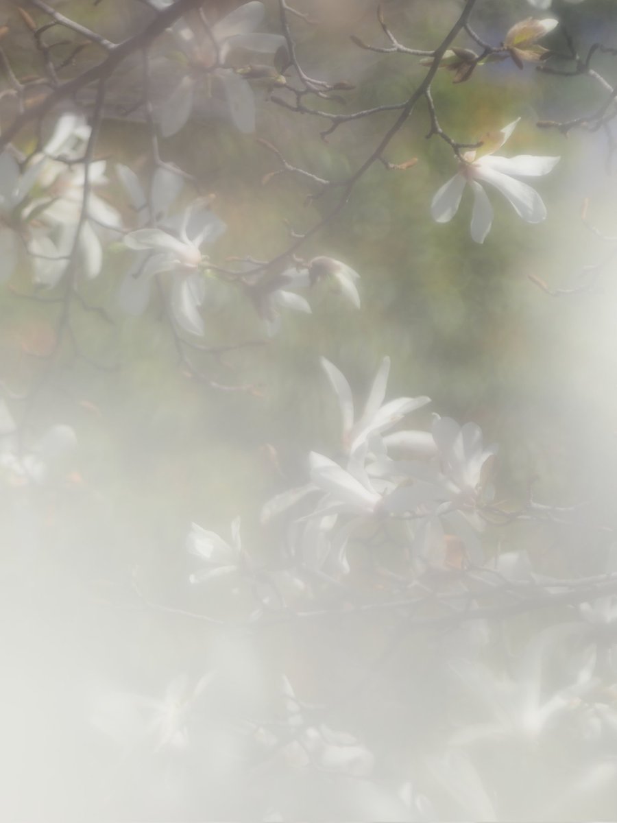 マグノリア

#辛夷
#TLをお花でいっぱいにしょう 
#花の写真を撮るのが好き 
#オールドレンズ
#写真
#写真好きな人と繋がりたい