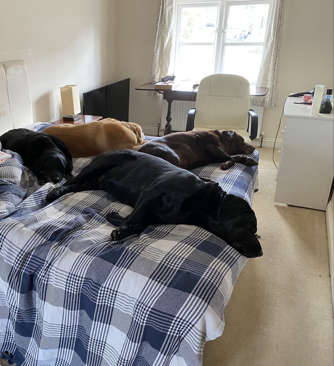 nellandsara's tweet image. Happy UK Mother’s Day. A photo of the labs this time last year when there were still four.

conversationswithnell.org/2026/03/15/its…

#dog #dogs #labs #mothersday