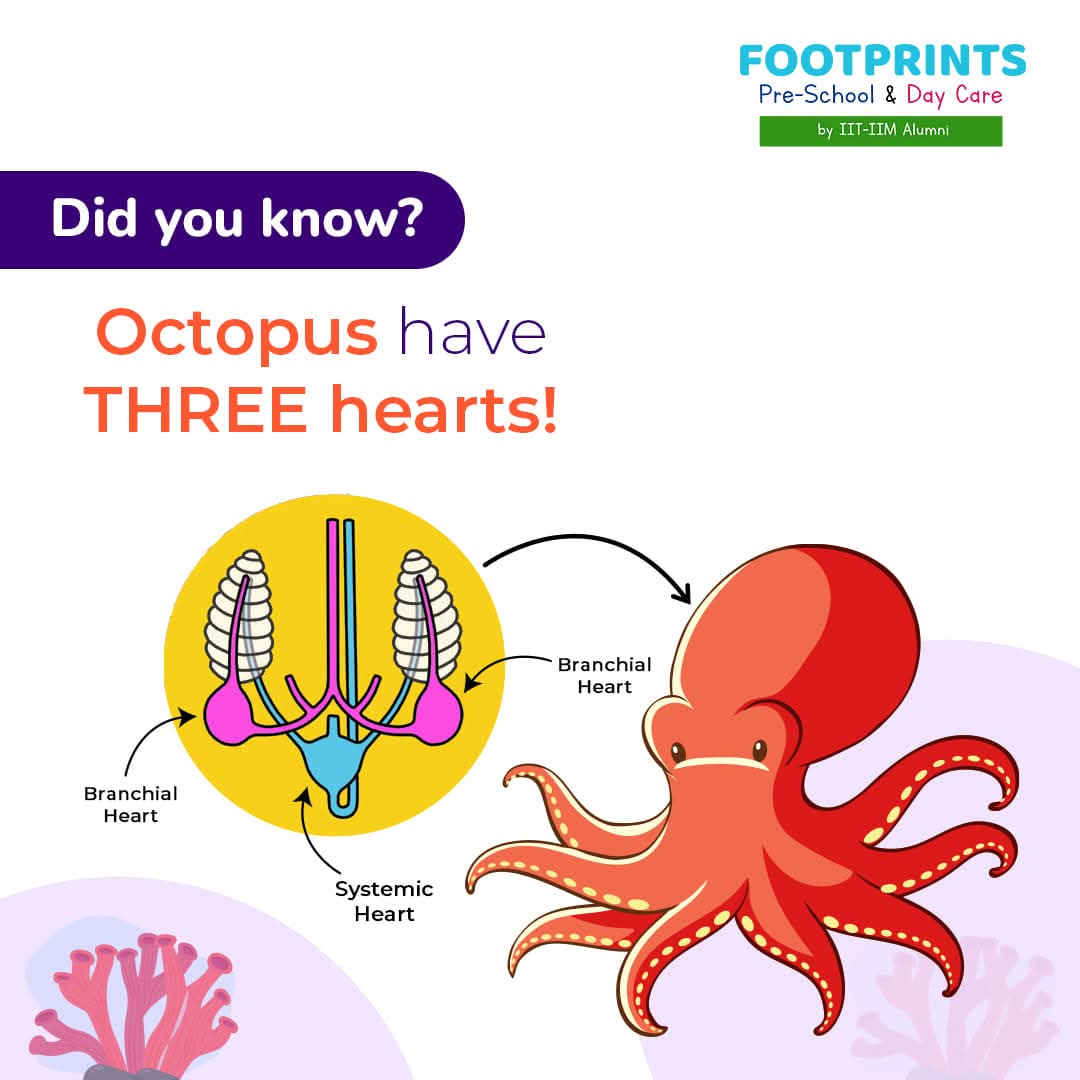 TILhub's tweet image. Octopuses have THREE hearts!
Two pump blood to the gills, the third to the rest of the body. When they swim, the main heart actually stops beating — that’s why they prefer crawling. 🐙
Mind blown yet? 

Drop your TIL below 👇
#TIL #TodayILearned