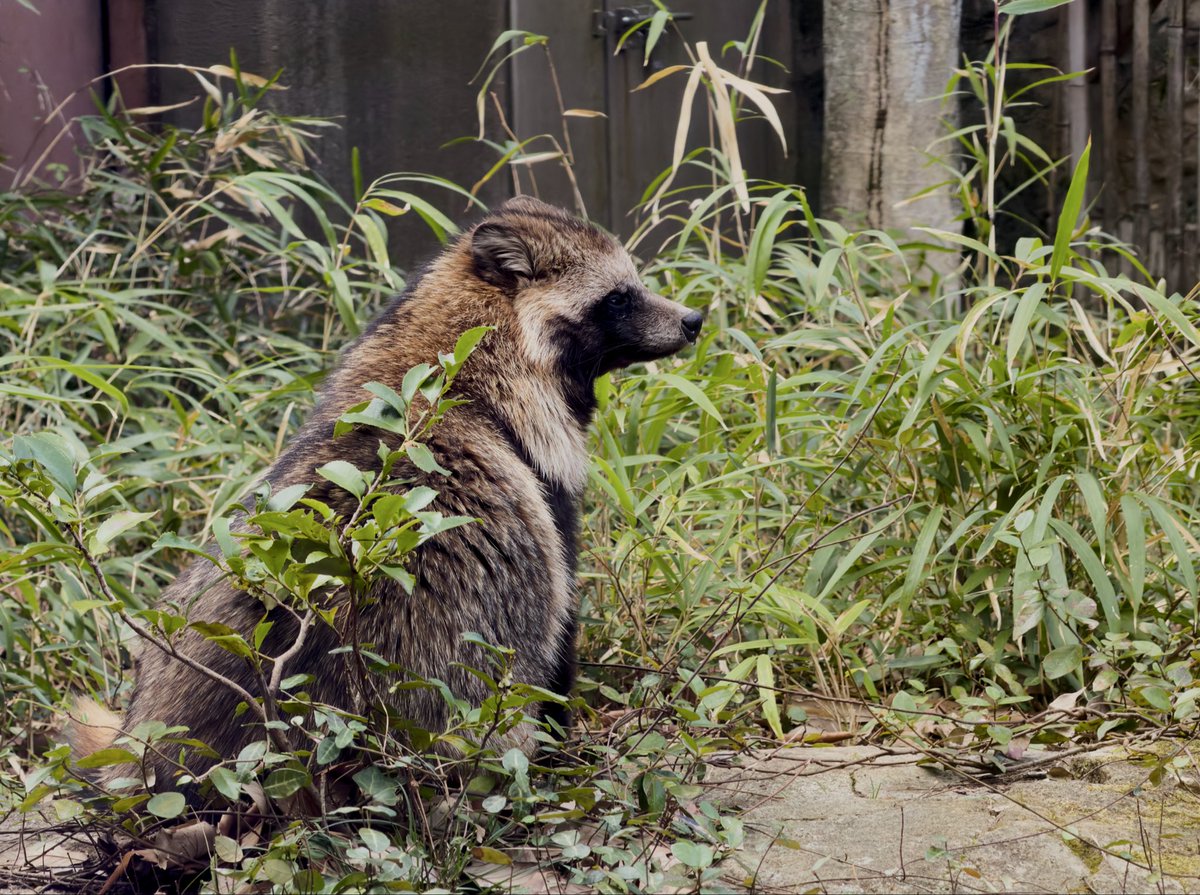 あついコーヒーとおはぎ tweet media