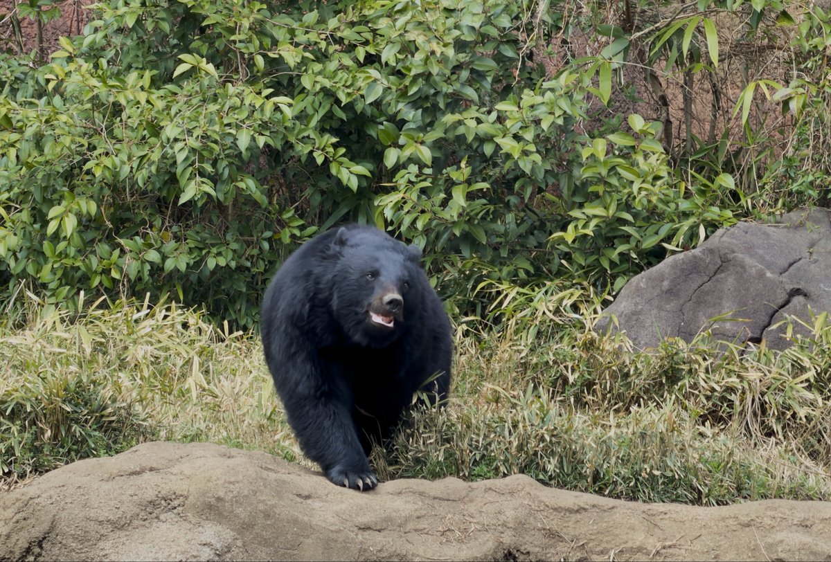あついコーヒーとおはぎ tweet media