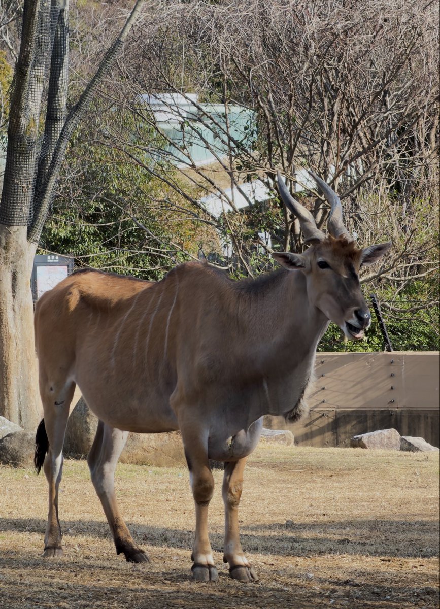 あついコーヒーとおはぎ tweet media