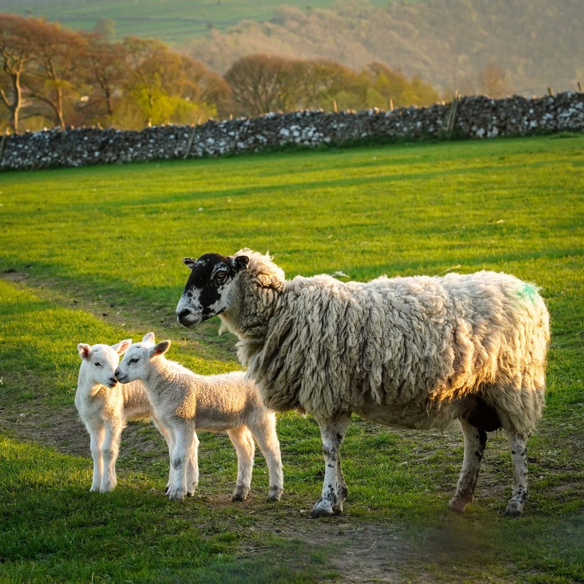 peaklass1's tweet photo. Here's to all the hardworking mums out there! To the classic mums, the step-mums, the like-a-mums, the pet mums, and even the sheep mums, who hold it all together even when they just KNOW that the little ones are plotting dastardly deeds. Have a wonderful day today! 

📍 Peak District, England