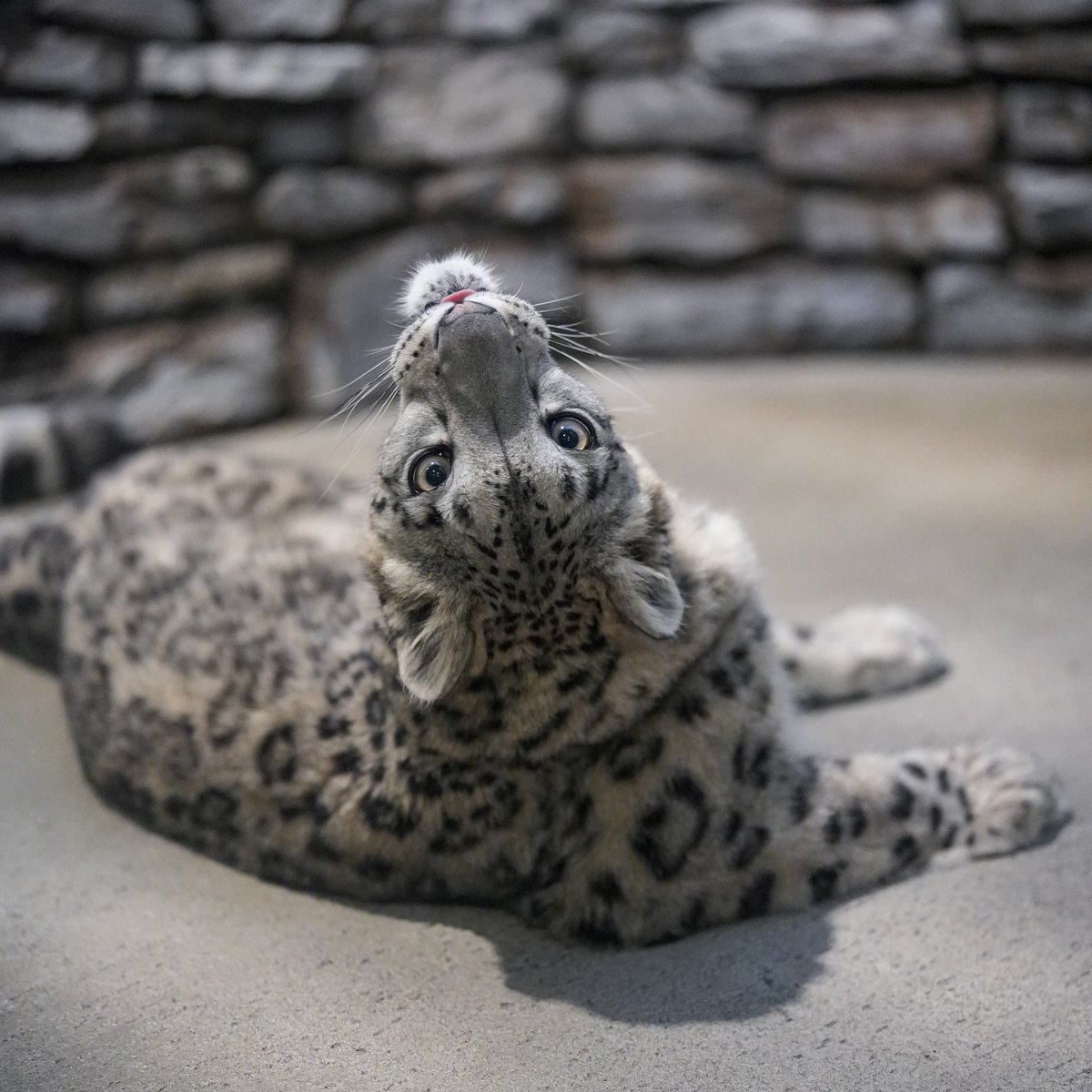 後方確認の癖が強い😂
⁡
#いしかわ動物園 #ユキヒョウ  #ヒメル 
📷260315