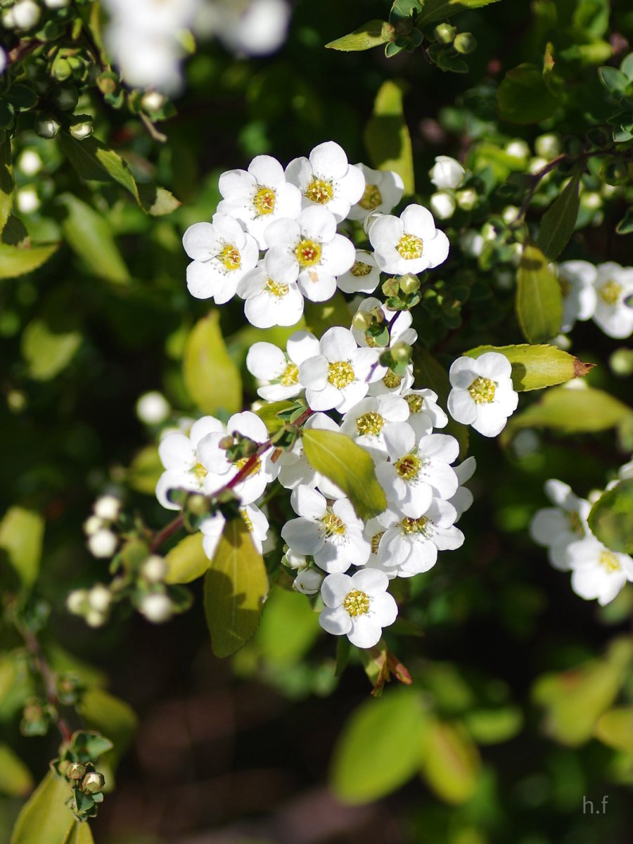 Hiroshi Furukawa tweet media