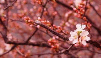 wa9noH's tweet photo. 春近し。散歩途中にウメ発見！桜かと思ったらユスラウメという種類らしい。
ﾘﾊﾋﾞﾘ生活
#広島生活
#ﾘﾊﾋﾞﾘの1枚
#α6500
#SEL2450G https://t.co/bGQMew6F3M