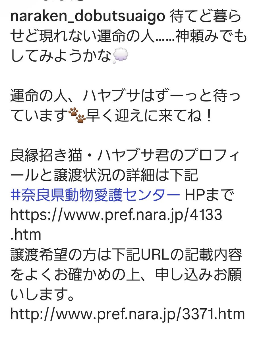 昨年のミルクっ子のハヤブサ君だけがまだお話し来てないです💦😭💦
とっても性格よい子だったのに😿何故かなぁ？