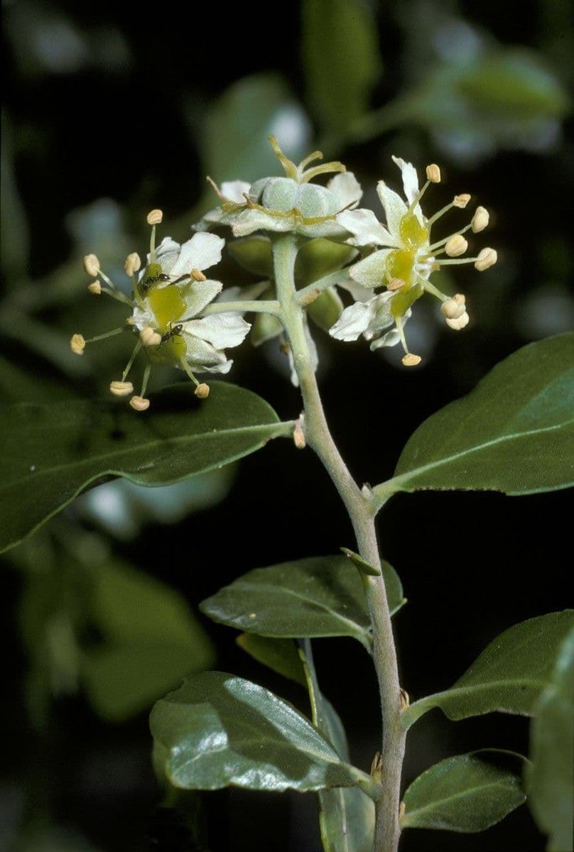 Botanitopya tweet media