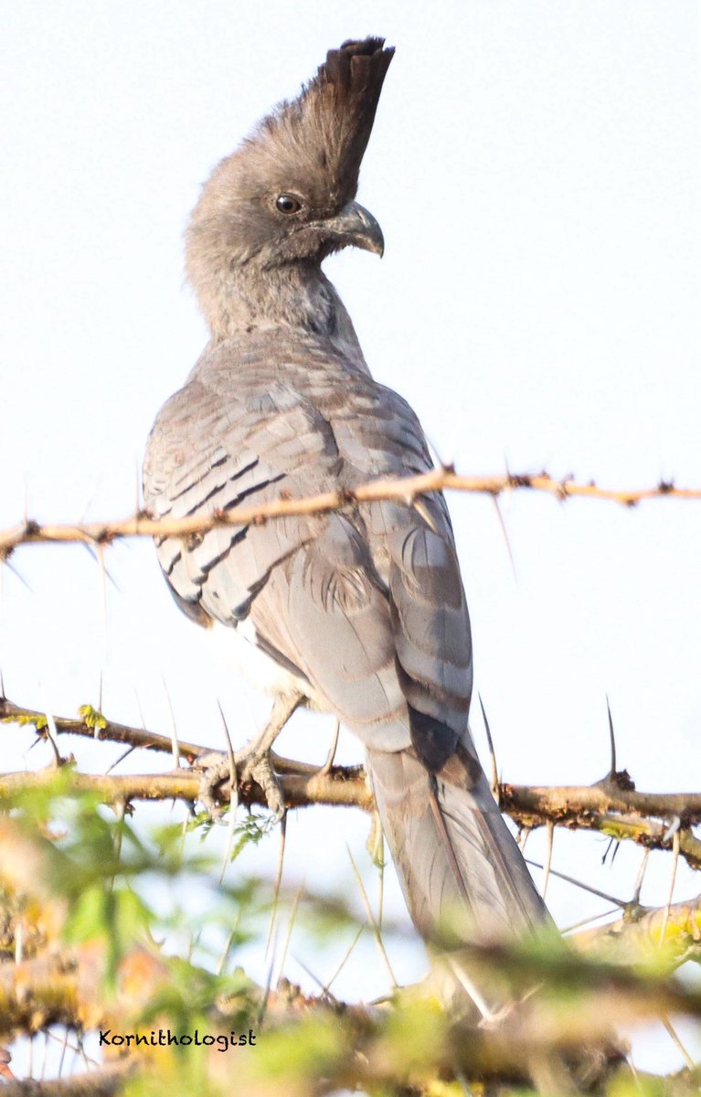The White-bellied Go-away bird ⁦<a href="/FoNNaPKenya/">Friends of Nairobi National Park</a>⁩ ⁦<a href="/KWSKenya/">Kenya Wildlife Service</a>⁩