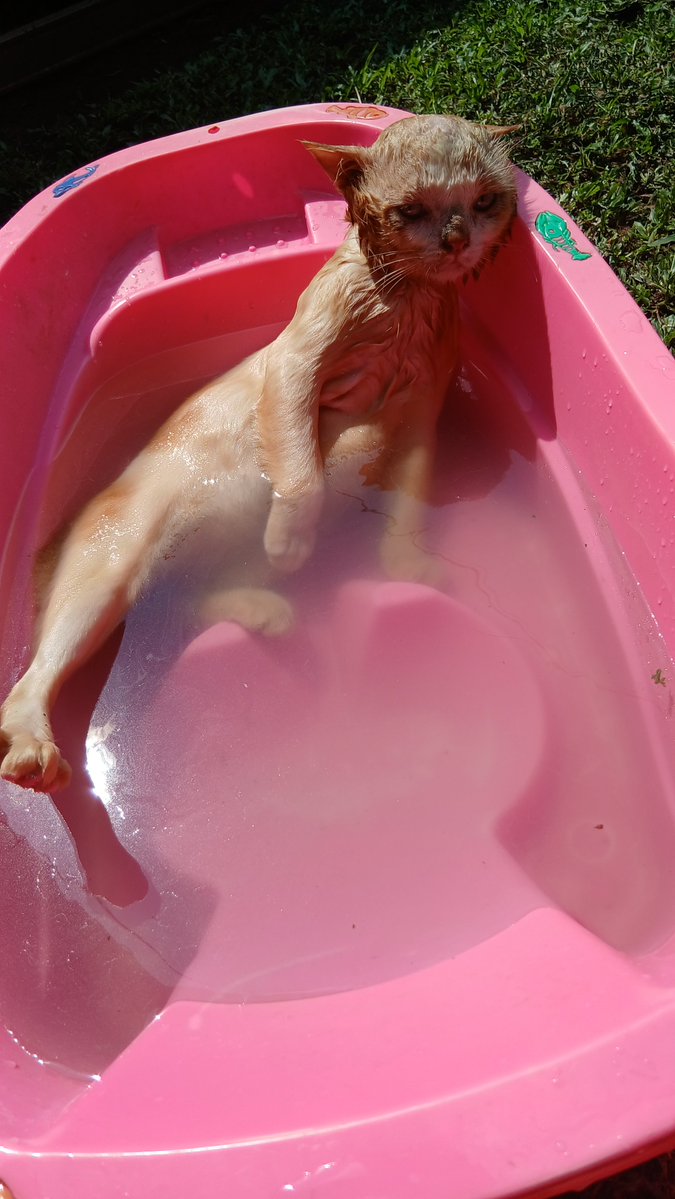 panggil aja ucok tweet media