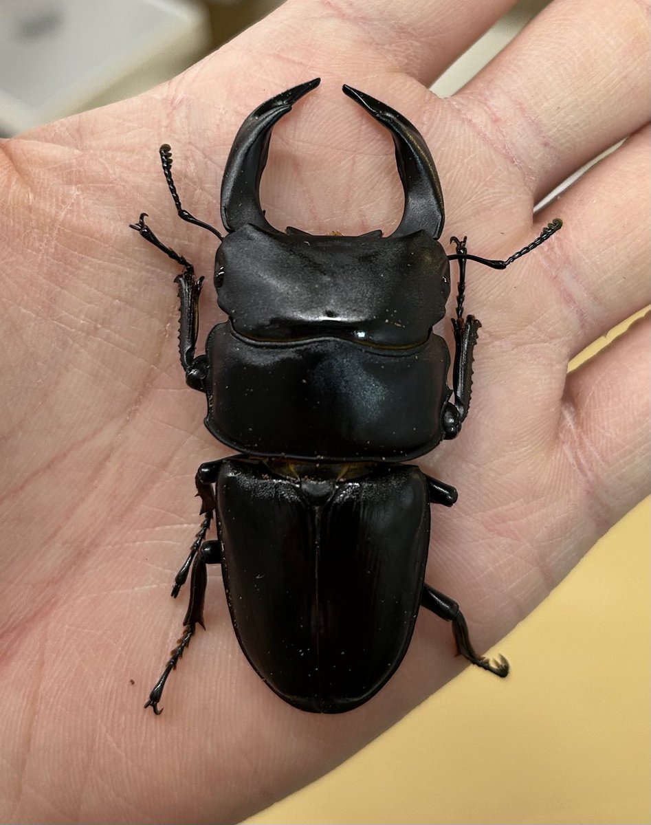 昆虫新入荷！ 国産オオクワガタ 山梨県北杜市WF0 福岡県久留米CBF1