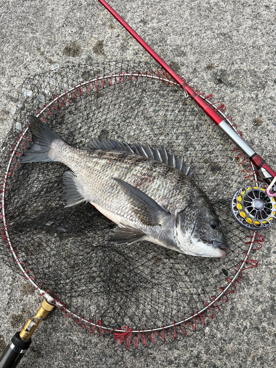 3s_fe's tweet photo. 今日は２匹
そろそろ始まったかな🐟 https://t.co/ps5bMje7yl