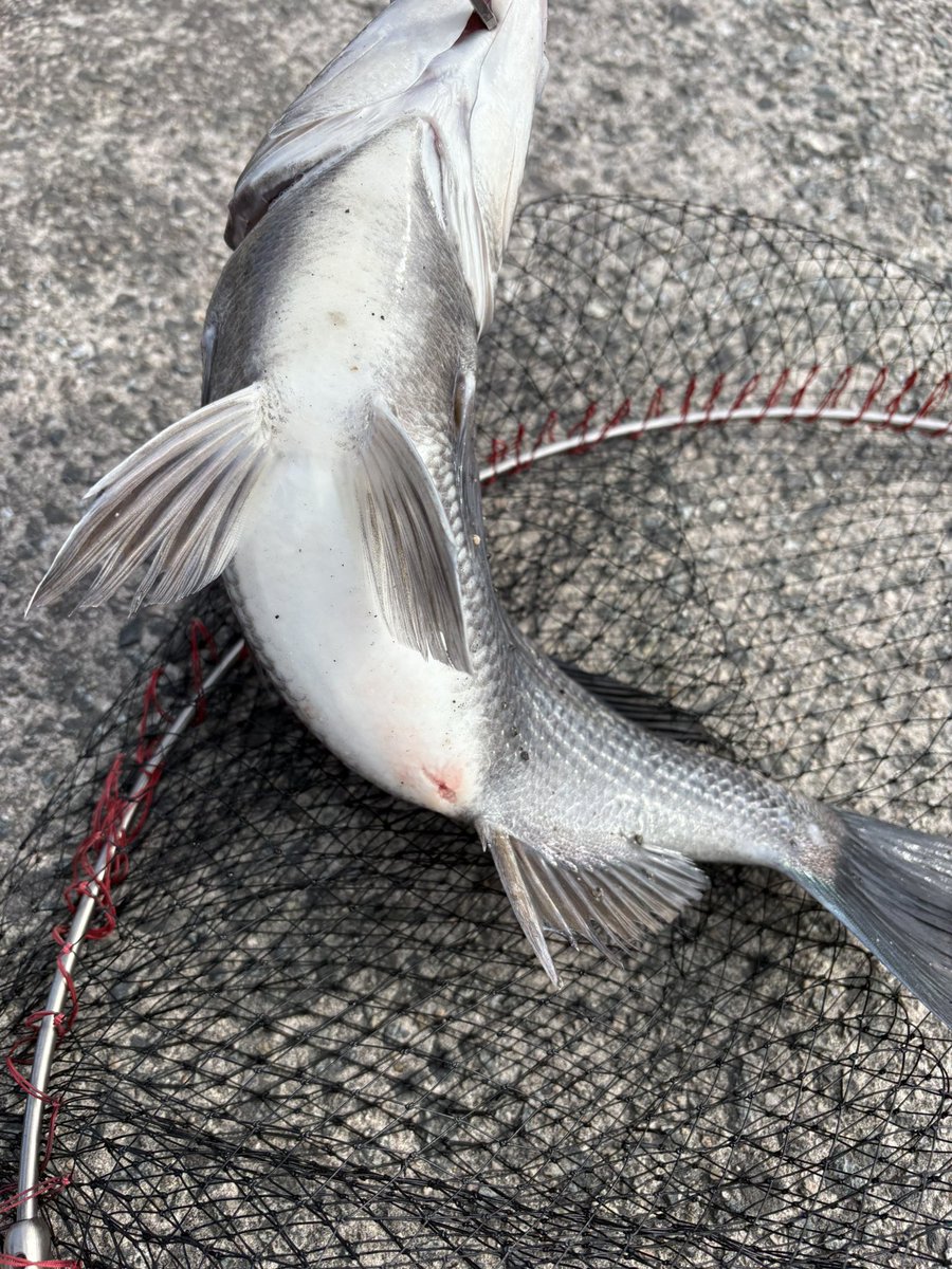 3s_fe's tweet photo. 今日は２匹
そろそろ始まったかな🐟 https://t.co/ps5bMje7yl
