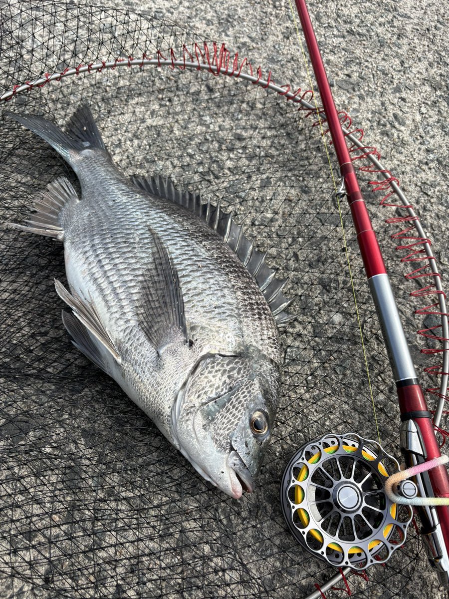3s_fe's tweet photo. 今日は２匹
そろそろ始まったかな🐟 https://t.co/ps5bMje7yl