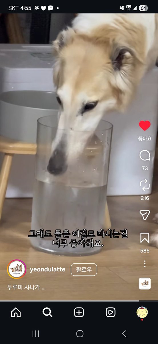 이런미틴 개웃기다 보르조이 코길다고 긴 병에다 물줌