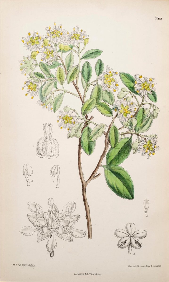 Botanitopya tweet media