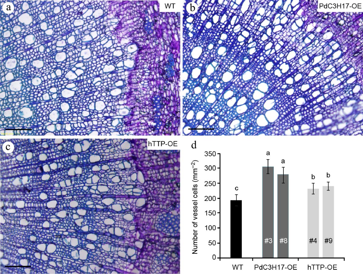 ForestryRes's tweet photo. #ForestryRes #ros #boosts #vessel #tolerance #xylem
Human TTP gene in poplar: Boosts xylem vessels, photosynthesis, and ROS-scavenging, enhancing drought tolerance. A cross-kingdom gene success story! 
@MaximumAcademic @plantstress2050 
Details: https://t.co/iMjMEkQNo0 https://t.co/bZQLTbibwz