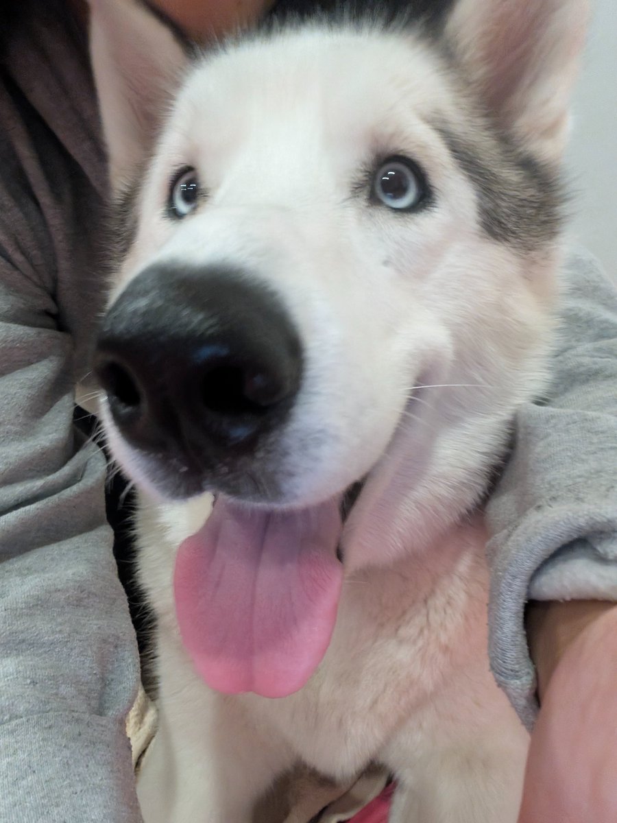 Doncella 💥 - Twitch Affiliate - ENG/ESP tweet media