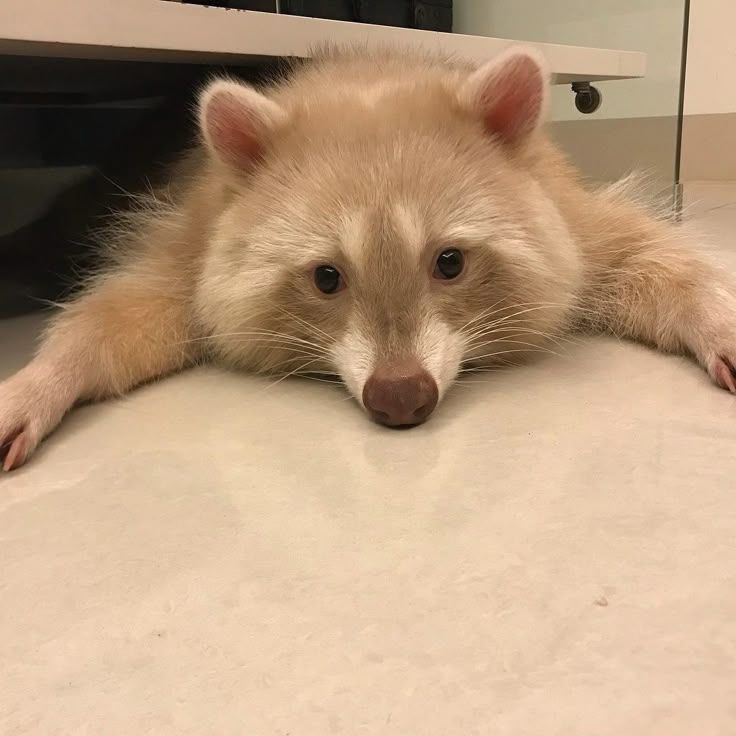 raccoonAuras's tweet photo. https://t.co/kmqpauo1G3