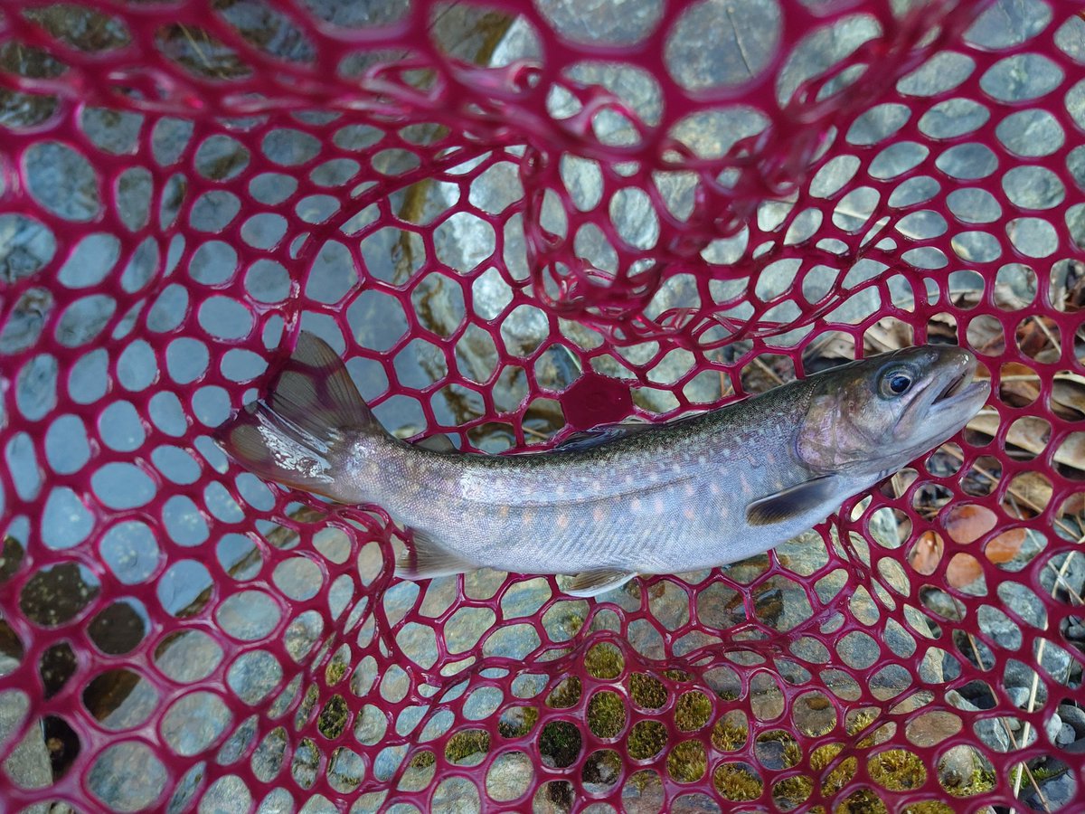 るてしよ tweet media