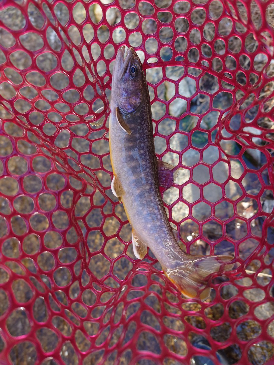 るてしよ tweet media