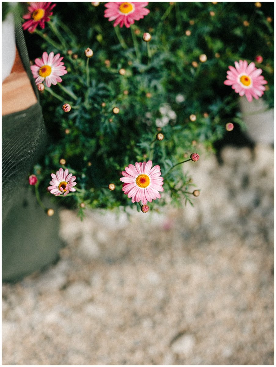 saisekai tweet media