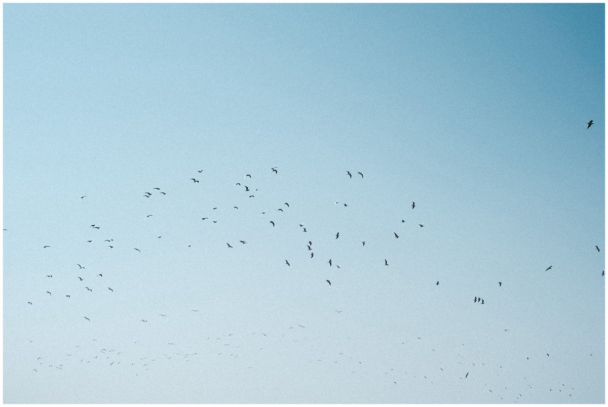 saisekai tweet media