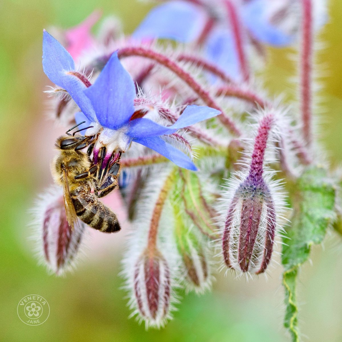 VenetiaJane's Garden tweet media