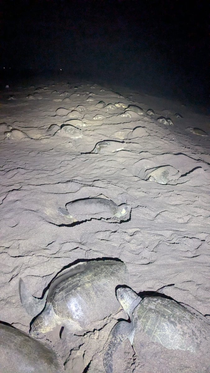 Divisional Forest Officer Berhampur tweet media