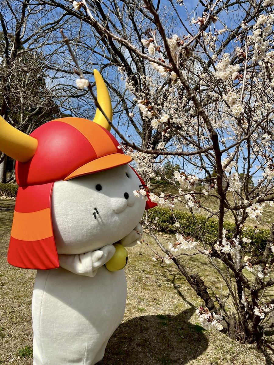 iinosuke_hikone's tweet photo. 本日の #彦根 はお天気がよく、お散歩日和だったでござる☀️

#ひこにゃん 殿は、桜のお花の開花が進んでいるのを見つけ、嬉しそうにしておられたでござる☺️
満開に備え、花見用のお団子作りの準備を始めてもいい頃かもしれないでござるね🍡

#いいのすけ #花見団子 #桜観察日記 https://t.co/i1DWYV2jA6
