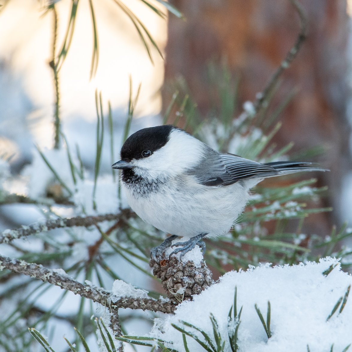 J.Johannes.M tweet media