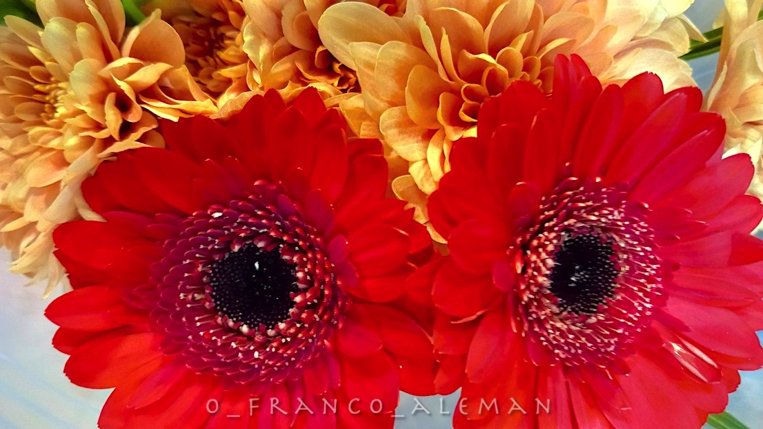 Franck Marc ✌ tweet media