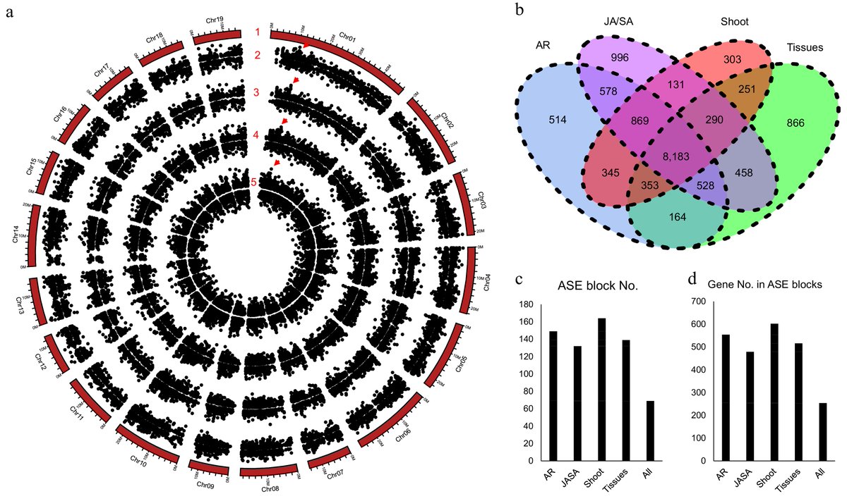 ForestryRes's tweet image. #ForestryRes #assembly #potential #genome #poplar
Unlocking NL895's genome: A high-quality assembly unveils its potential as a poplar model, rich in diversity and heterosis.
@MaximumAcademic @JournalPlant @hzau_1898
Details: maxapress.com/article/doi/10…